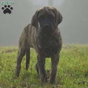 Amantha, English Mastiff Puppy