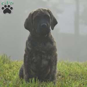 Amantha, English Mastiff Puppy