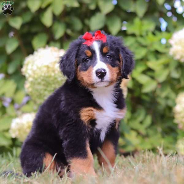 Amber, Bernese Mountain Dog Puppy