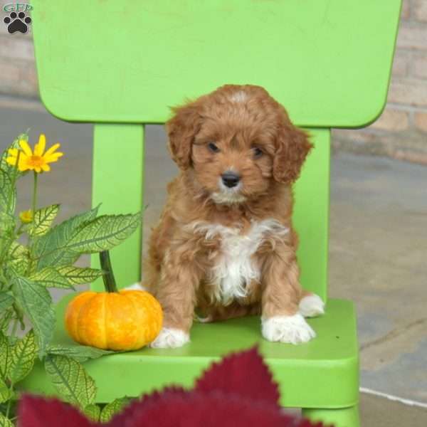 Amber, Cavapoo Puppy