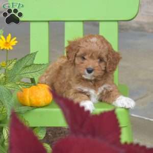 Amber, Cavapoo Puppy