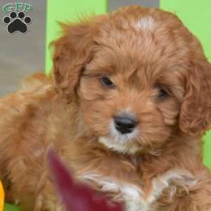 Amber, Cavapoo Puppy