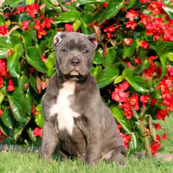 Amber, Cane Corso Puppy