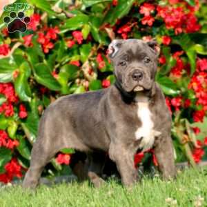 Amber, Cane Corso Puppy