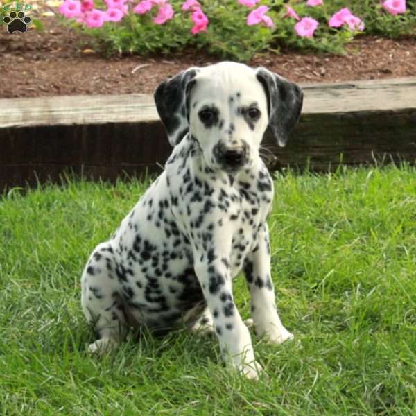 Amelia, Dalmatian Puppy