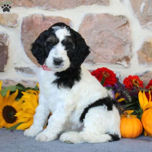 Amelia, Springerdoodle Puppy