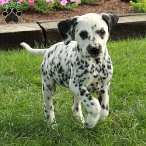 Amelia, Dalmatian Puppy