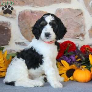 Amelia, Springerdoodle Puppy