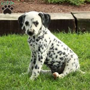 Amelia, Dalmatian Puppy