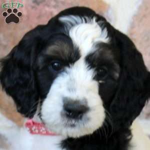 Amelia, Springerdoodle Puppy