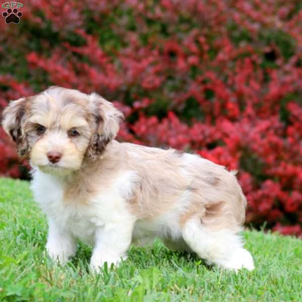 Amy, Cockapoo Puppy