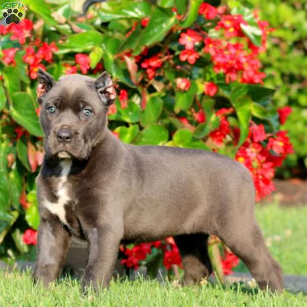 Amy, Cane Corso Puppy