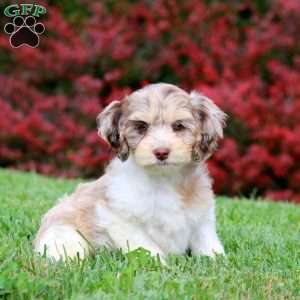 Amy, Cockapoo Puppy