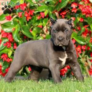 Amy, Cane Corso Puppy