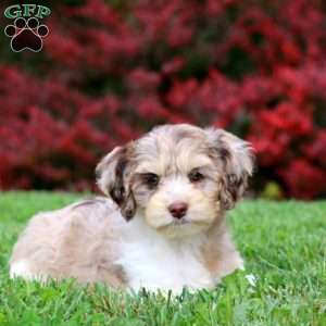 Amy, Cockapoo Puppy