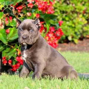 Amy, Cane Corso Puppy