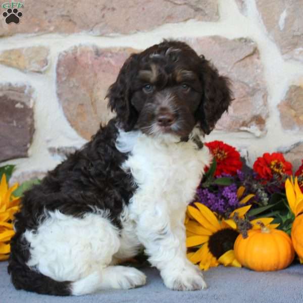 Andrew, Springerdoodle Puppy