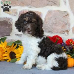 Andrew, Springerdoodle Puppy