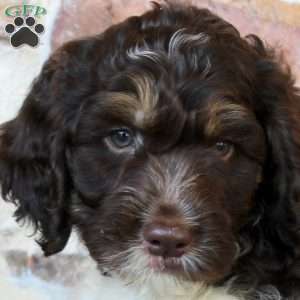 Andrew, Springerdoodle Puppy