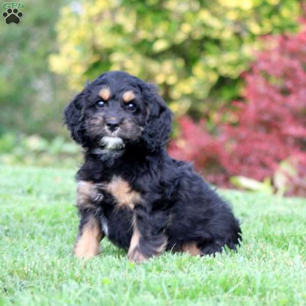 Andy, Cockapoo Puppy