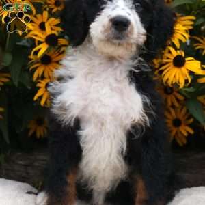 Ange, Bernedoodle Puppy