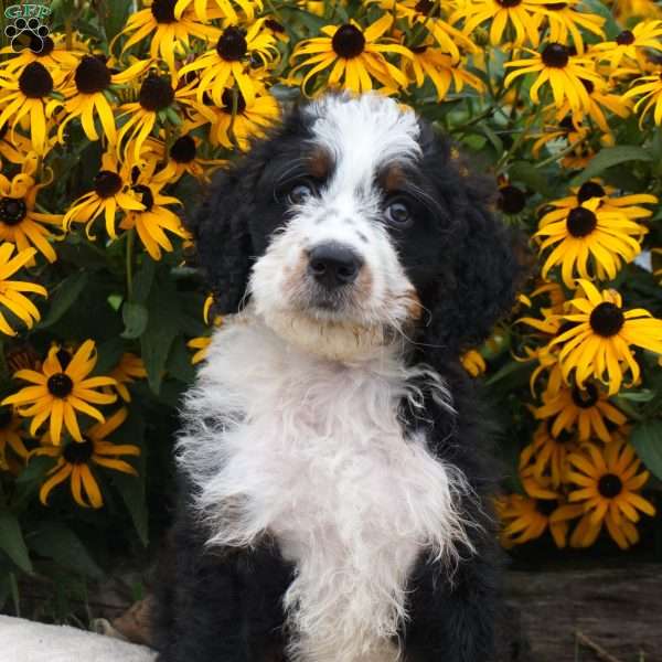 Ange, Bernedoodle Puppy