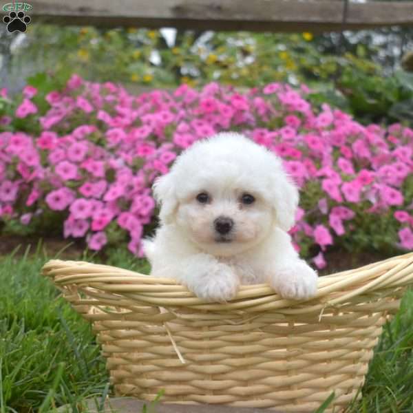 Angel, Bichon Frise Puppy