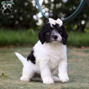 Angela, Mini Bernedoodle Puppy