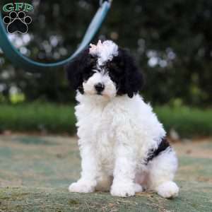 Angela, Mini Bernedoodle Puppy