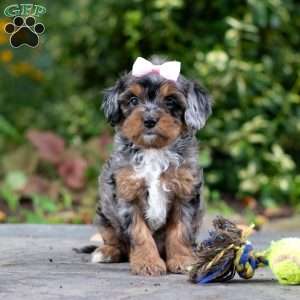 Angela, Cavapoo Puppy