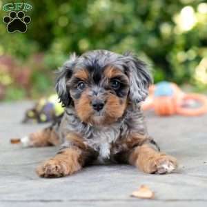Angela, Cavapoo Puppy