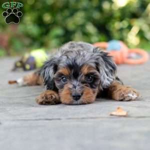 Angela, Cavapoo Puppy