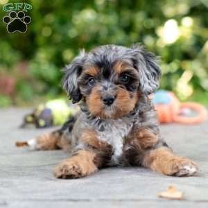 Angela, Cavapoo Puppy