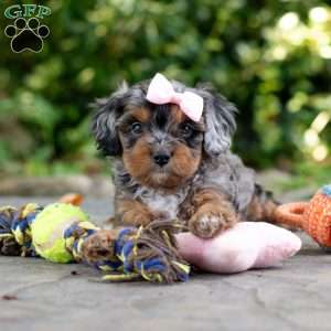 Angela, Cavapoo Puppy