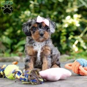 Angela, Cavapoo Puppy