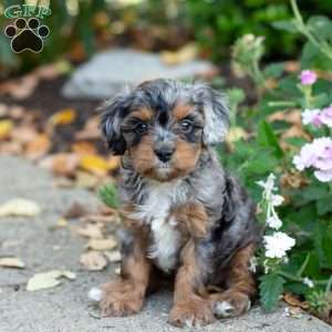 Angela, Cavapoo Puppy