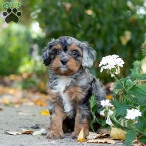 Angela, Cavapoo Puppy