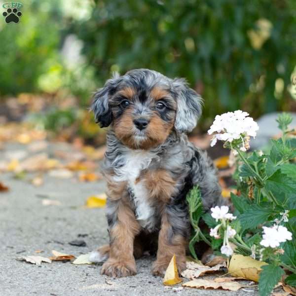Angela, Cavapoo Puppy