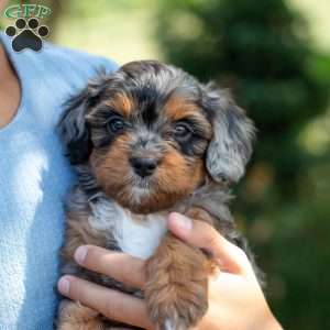 Angela, Cavapoo Puppy