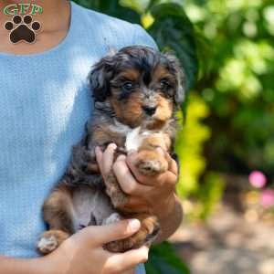 Angela, Cavapoo Puppy