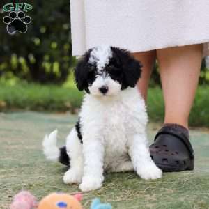 Angela, Mini Bernedoodle Puppy
