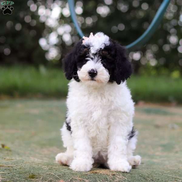 Angela, Mini Bernedoodle Puppy