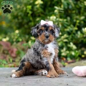 Angela, Cavapoo Puppy