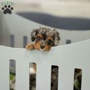Angela, Cavapoo Puppy