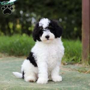 Angela, Mini Bernedoodle Puppy