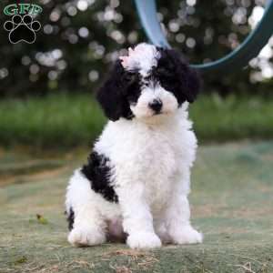 Angela, Mini Bernedoodle Puppy