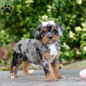 Angela, Cavapoo Puppy