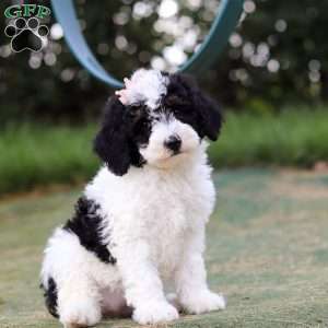 Angela, Mini Bernedoodle Puppy