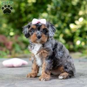 Angela, Cavapoo Puppy