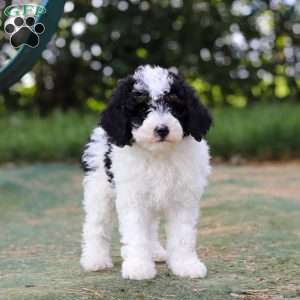 Angela, Mini Bernedoodle Puppy